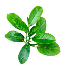 Fototapeta premium Jackfruit tree leaf fresh basil leaves isolated, Green leaves on a white transparent background, green leaves, leaves, transparent png