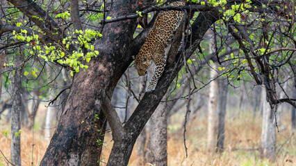 Fototapeta na wymiar Leopard portrait p leopard looking at camera portrait p Indian leopard in rain forest