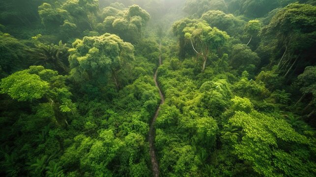 World Environment Day. Aerial view of a vibrant green forest with a different tree species, showcasing the biodiversity and interconnectedness of ecosystems. Generative ai