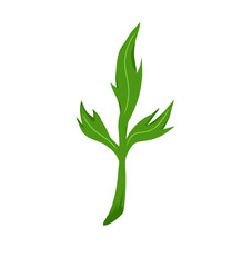Vector illustration of mugwort or wormwood
