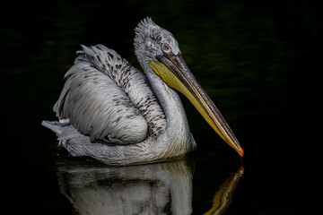 P&eacute;lican fris&eacute;