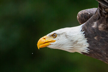 Pygargue a t&ecirc;te blanche