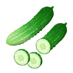 Fresh Cucumber. hand drawn illustration, isolated on white background