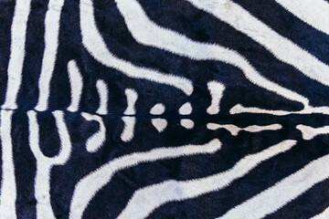 Real zebra skin