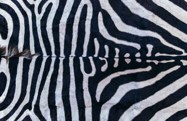 Real zebra skin