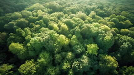 Naklejka na ściany i meble World Environment Day. Aerial view of a vibrant green forest with a different tree species, showcasing the biodiversity and interconnectedness of ecosystems. Generative ai