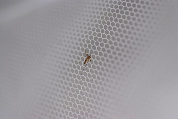 mosquito attached to a mosquito net that protects a person from entering the house, bed, or windows
