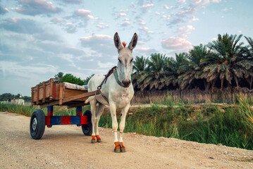Donkey cart in palm farms to load agricultural products and materials on them and transport to other places, and this is one of the ancient traditions that are used for transportation in Saudi Arabia