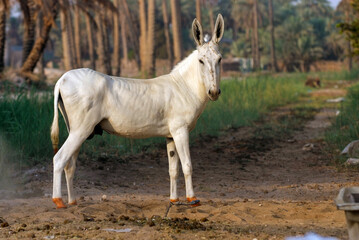 The local white donkey in the Arabian palm plantations among the weeds and agricultural lands in Saudi Arabia
