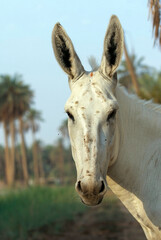 The local white donkey in the Arabian palm plantations among the weeds and agricultural lands in Saudi Arabia
