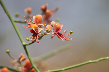 orange Bare caper (Capparis decidua ) wild flowers