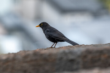 Männliche Amsel