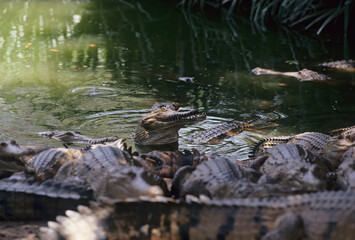 Freshwater crocodile