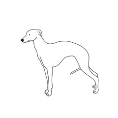 One line drawing. Dog Vector illustration.  Whippet breed