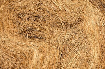 Summer season and straw texture. Close-up of golden dry straw.