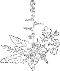 Flowers Line Art Illustration Vol.7