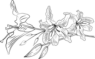 Flower Doodle Line Art Vol.17