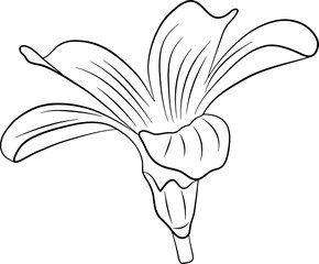 Flowers Line Art Illustration Vol.5