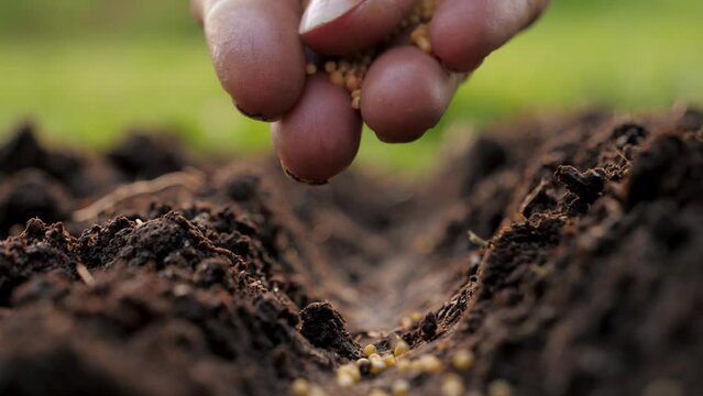 Close up of mature farmer hands gently scattering seeds into fertilized soil. Concept of organic bio farming in agriculture and spring gardening. Sowing season. Manual sprinkling seeds in fertile land