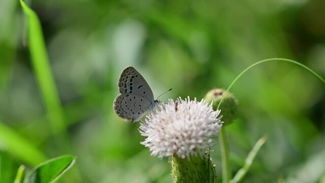 Pale grass blue Butterfly in Nature