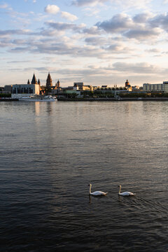Zwei Schwäne im Rhein vor Mainzer Skyline