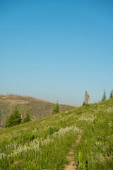 Faint Trail Cuts Through Grassy Hill Side