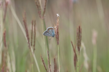 una farfalla polyommatus icarus su erba in autunno