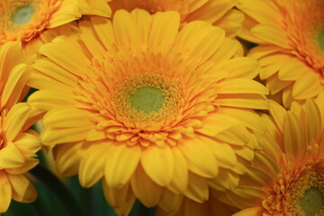 yellow gerber daisy