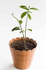 Two-year-old lemon tree seedling in flowerpot on white background