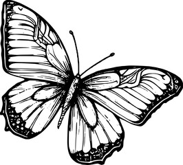 Black And White Butterfly