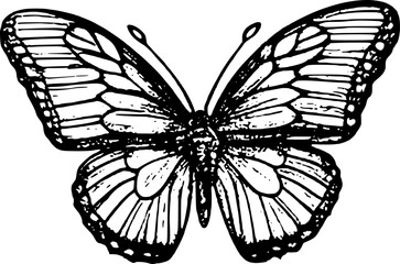 Hand Drawn Butterfly