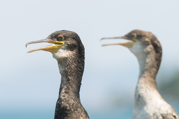 Cormorant portraits against the sky.
