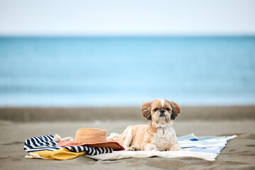 Shih Tzu dog relaxing on beach towel and looking at camera. - obrazy, fototapety, plakaty