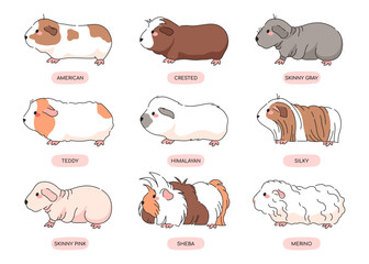 Fototapeta premium Guinea Pig Breeds Icon Set. Isolated Illustrations on White Background. Animal rodents collection. Different Types of Guinea Pigs - american, crested, skinny, himalayan, merino, silky, teddy, sheba,