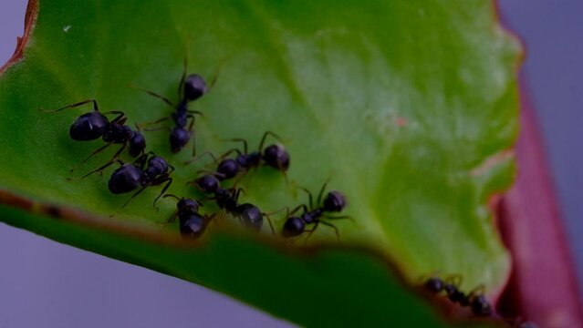 Nature Footage. Timelapse video of Lasius niger known as black ants running on leaves in Cikancung, Bandung Region - Indonesia