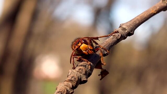 Close-up hornet on a branch waving its paw