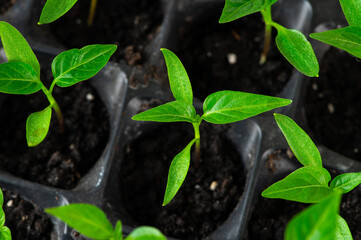 Tray with green seedlings in the greenhouse. Pepper seedlings. Organic microplants