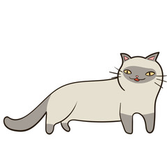 Cat Breed illustration_Tonkinese