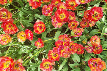 View from a height of a flower bed of flowering tulips in the garden.