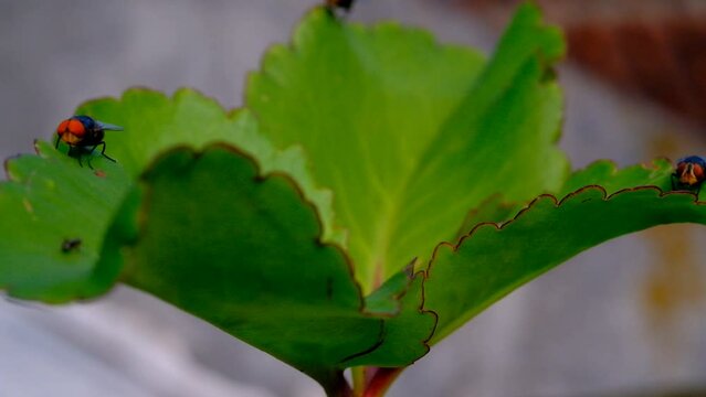Nature Footage. Macro video of a Calliphora vomitoria fly perching on the edge of a leaf in Cikancung, Bandung Region - Indonesia