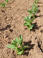 Broad bean plants, April gardening jobs in allotment. Suffolk