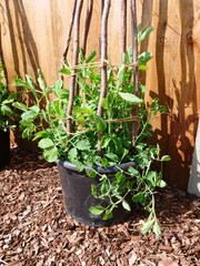 Sweet Pea in a pot