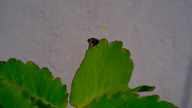 Nature Footage. Macro video of a Calliphora vomitoria fly perching on the edge of a leaf in Cikancung, Bandung Region - Indonesia