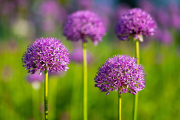 Giant onion flowers (Allium giganteum), a beautiful flowering garden plant with small globes of intense violet and purple umbels at springtime in Germany. Macro close up with selective focus. - obrazy, fototapety, plakaty