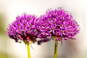 Pair of Giant onion flowers (Allium giganteum), a beautiful flowering garden plant with small...