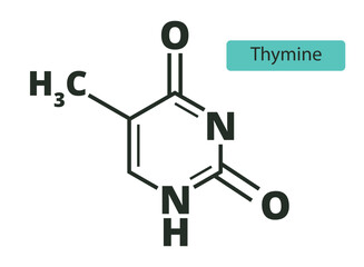 Thymine molecular skeletal  chemical formula on white background