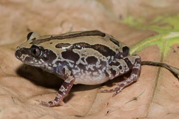 Bubbling Kassina, or Senegal running frog (Kassina senegalensis)
