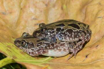 Bubbling Kassina, or Senegal running frog (Kassina senegalensis)