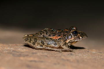 Clicking Stream Frog, Gray’s Stream Frog, Spotted Stream Frog (Strongylopus grayii)