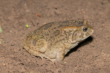 Guttural toad (Amietophrynus gutturalis)	